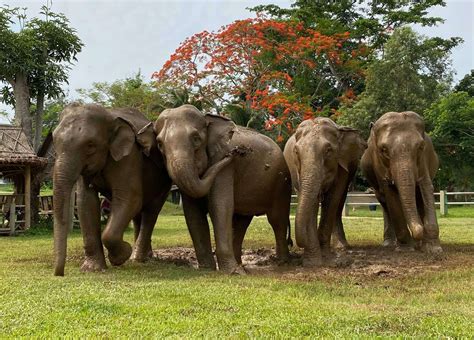 elephant village sanctuary chiang mai|Best Elephant Sanctuaries in Chiang Mai: Ethical Animal Encounters .